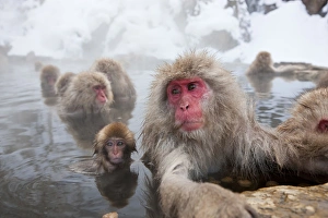 Images Dated 23rd January 2011: Japanese macaque (Macaca fuscata) / Snow monkey, Joshin-etsu National Park, Honshu, Japan