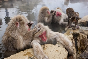 Images Dated 23rd January 2011: Japanese macaque (Macaca fuscata) / Snow monkey, Joshin-etsu National Park, Honshu, Japan