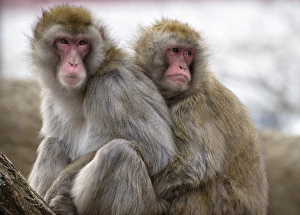 Snow Monkey Prints: Two Japanese macaques huddling at the Cincinnati Zoo