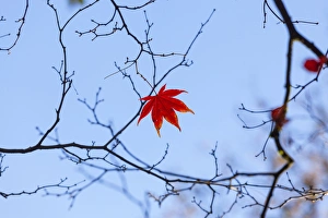Japanese Mapel in Autumn colour, Westonbirt, Gloucestershire, England, UK