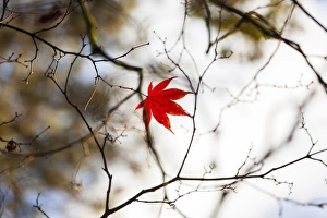Images Dated 5th November 2012: Japanese Mapel in Autumn colour, Westonbirt, Gloucestershire, England, UK