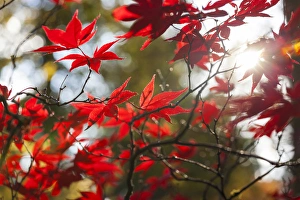 Japanese Mapel in Autumn colour, Westonbirt, Gloucestershire, England, UK