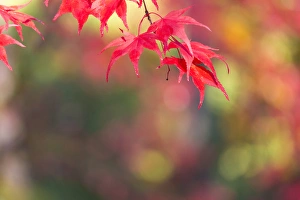 Images Dated 12th November 2013: Japanese Mapel in Autumn colour, Westonbirt, Gloucestershire, England, UK