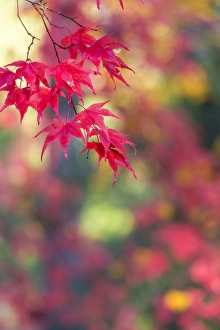 Images Dated 12th November 2013: Japanese Mapel in Autumn colour, Westonbirt, Gloucestershire, England, UK