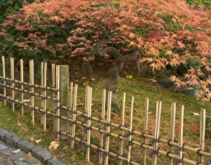 Bamboo Prints: Japanese maple, Acer palmatum, in fall color at the Portland Japanese Garden, Portland