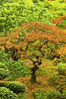 Japanese maple in autumn, Portland Japanese Garden, Portland, USA