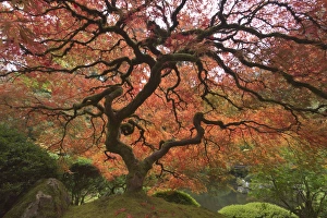 Images Dated 24th October 2011: Japanese maple in fall color, Portland Japanese Garden, Oregon
