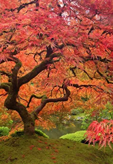 Images Dated 24th October 2011: Japanese maple in fall color, Portland Japanese Garden, Oregon