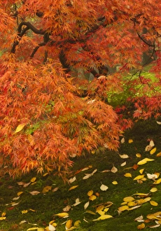 Images Dated 28th October 2011: Japanese maple in fall color at the Portland Japanese Garden, Oregon