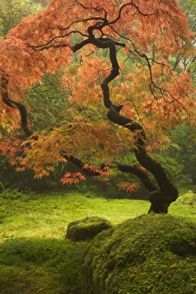 Images Dated 28th October 2011: Japanese maple in fall color at the Portland Japanese Garden, Oregon