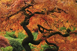 Restful Prints: Japanese Maple in Full Fall Color; Portland Japanese Garden; Portland; Oregon; USA