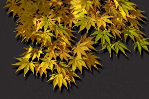 Images Dated 15th March 2022: Japanese maple leaf in autumn, New England