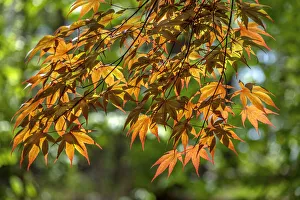 Images Dated 22nd January 2021: Japanese Maple leaves