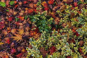 Japanese maple leaves on ground in Nelson, British Columbia, Canada