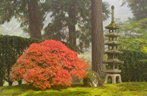 Oriental Prints: Japanese maple and stone pagoda lantern at the Portland Japanese Garden, Oregon