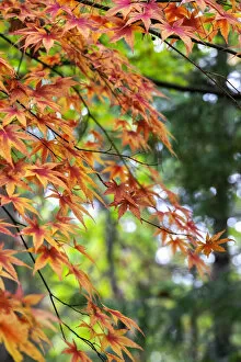 Japanese maple tree in autumn, New England