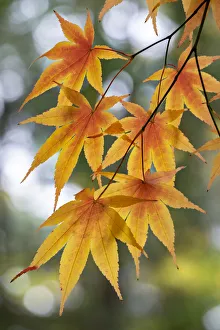 Images Dated 15th March 2022: Japanese maple tree in autumn, New England