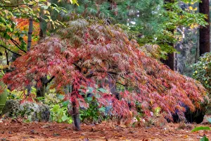 Images Dated 15th March 2022: Japanese maple tree in autumn, New England