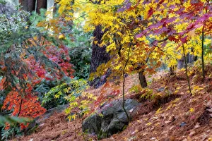 Images Dated 15th March 2022: Japanese maple tree in autumn, New England