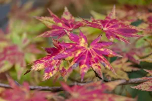 Images Dated 15th March 2022: Japanese maple tree in autumn, New England