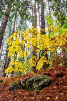 Images Dated 15th March 2022: Japanese maple tree in autumn, New England
