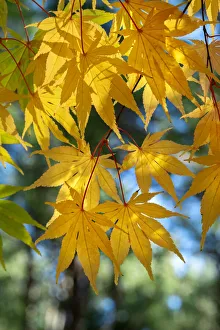 Images Dated 15th March 2022: Japanese maple tree in autumn, New England