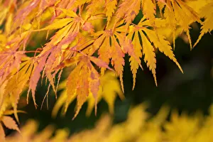 Images Dated 15th March 2022: Japanese maple tree in autumn, New England