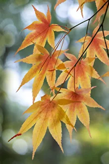 Images Dated 15th March 2022: Japanese maple tree in autumn, New England