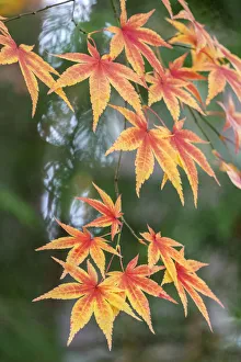 Images Dated 15th March 2022: Japanese maple tree in autumn, New England