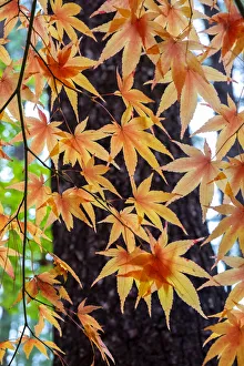 Images Dated 15th March 2022: Japanese maple tree in autumn, New England