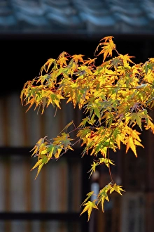 Maple Prints: Japanese maple tree with colorful fall foliage, Kyoto, Japan
