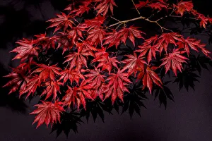 Japanese maple tree detail, New England