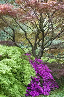 Bush Prints: Japanese maples and pink Azalea (Rhododendron sp ) MO Botanical Gardens, St Louis