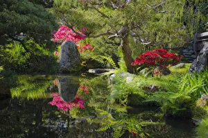 Japanese Tea Garden Prints: Japanese Tea Garden, Golden Gate Park, San Francisco, California, USA