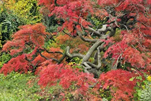 Images Dated 26th October 2010: Japanese Threadleaf Maple in autum color, Acer palmatum var. dissectum, Pennsylvania