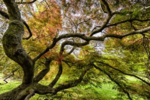 Curving Prints: Japanese Threadleaf Maple Tree, Cave Hill Cemetery, Louisville, Kentucky