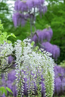 Pennsylvania Prints: Japanese Wisteria, Longwood Gardens, Kennett Square, Pennsylvania, USA