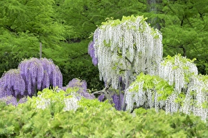 Images Dated 13th May 2015: Japanese Wisteria, Longwood Gardens, Kennett Square, Pennslyvania, USA