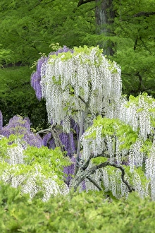 Images Dated 13th May 2015: Japanese Wisteria, Longwood Gardens, Kennett Square, Pennslyvania, USA