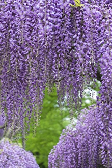 Images Dated 11th May 2015: Japanese Wisteria, Longwood Gardens, Kennett Square, Pennsylvania, USA