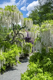 Images Dated 13th May 2015: Japanese Wisteria, Longwood Gardens, Kennett Square, Pennslyvania, USA