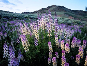 Images Dated 7th October 2010: JARBIDGE WILDERNESS, NEVADA. USA. Spur lupine (Lupinus arbustus). Jarbidge Mountains