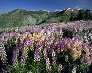 Inspiring Prints: JARBIDGE WILDERNESS, NEVADA. USA