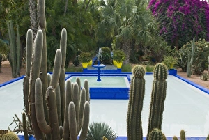 Marrakech Prints: Jardin Majorelle, Marrakech, Morocco, North Africa, Africa