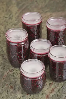 Janet Horton Prints: Jars of blackberry jam with the household wax (paraffin) mostly solidified on top to act as a seal