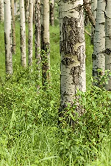 Images Dated 30th March 2019: Jasper, Alberta, Canada. Grove of water birch or red birch trees (Betula occidentalis)