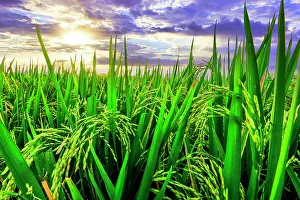 Images Dated 5th January 2023: Jatiluwih rice terrace, a popular tourist experience near the center of Bali close to Ubud