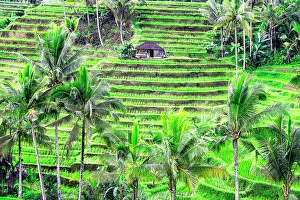 Images Dated 5th January 2023: Jatiluwih rice terrace, a popular tourist experience near the center of Bali close to Ubud