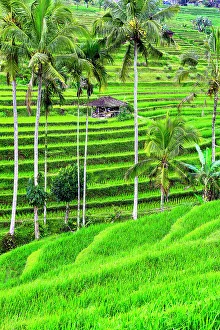 Images Dated 5th January 2023: Jatiluwih rice terrace, a popular tourist experience near the center of Bali close to Ubud
