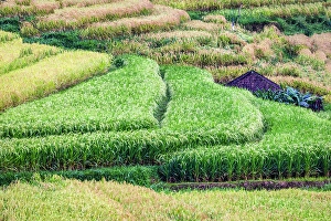 Rice Field Prints: Jatiluwih Rice Terrace is a stunning UNESCO World Heritage Site